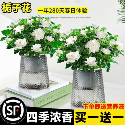水培植物栀子花盆栽四季开花卉懒人适合好养的办公室内桌面绿植物 - 图0