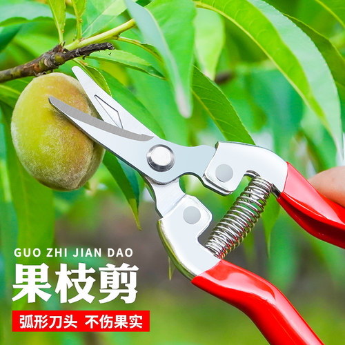 不锈钢摘果剪刀稀果修果剪葡萄专用剪刀翘头蔬果采果剪子橘子枝剪 - 图2