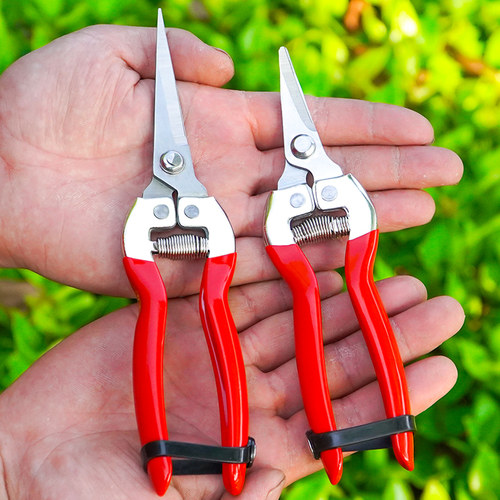 不锈钢摘果剪刀稀果修果剪葡萄专用剪刀翘头蔬果采果剪子橘子枝剪 - 图3