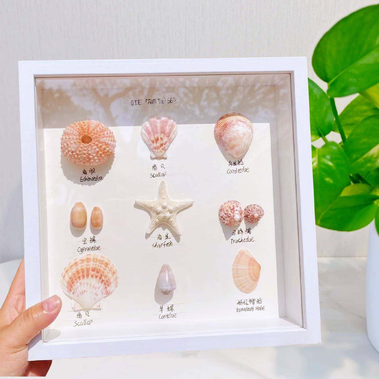 木质中空立体画框手工创意贝壳海螺标本干花大尺寸手办展示框,淘宝优惠券,粉丝福利购,淘宝优惠卷