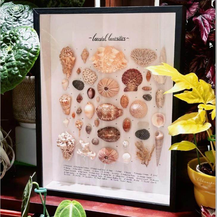 木质中空立体画框手工创意贝壳海螺标本干花大尺寸手办展示框,淘宝优惠券,粉丝福利购,淘宝优惠卷