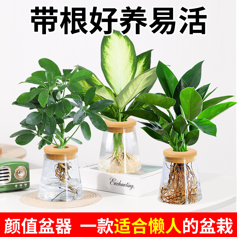 水培植物办公室内桌面花卉绿植盆栽绿萝吊兰发财树文竹好养吸甲醛 - 图1