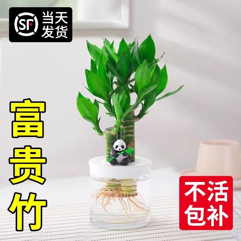 富贵竹室内植物节节高桌面绿植带根好养步步高花卉文昌竹客厅盆栽 - 图1