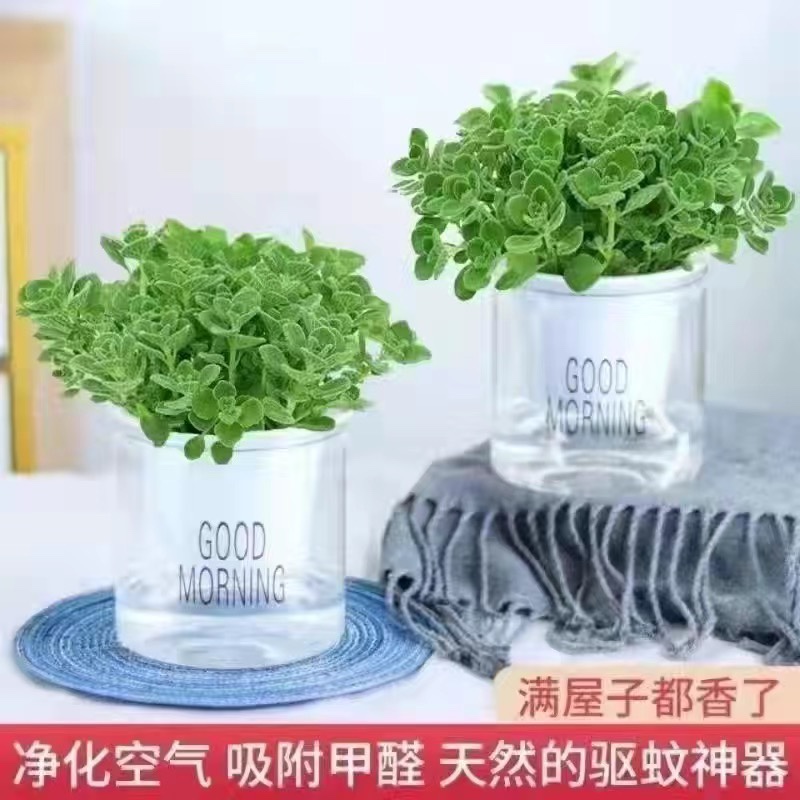 碰碰香一抹香盆栽香味植物浓香型植物驱蚊驱虫净化空气植物除异味