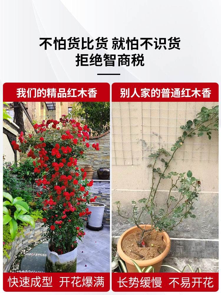 红木香花苗爬藤植物甜蜜黄白木香花大苗盆栽花卉树苗庭院四季开花 - 图2