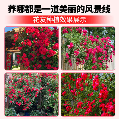 四季红木香花苗爬藤植物耐寒好养浓香黄木香花庭院无刺蔷薇花卉 - 图3
