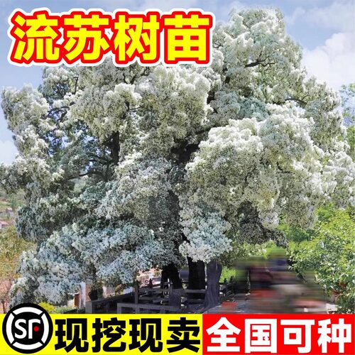 流苏树苗四月雪盆栽室外庭院地栽梦幻流苏花苗油根子绿化风景大树 - 图0