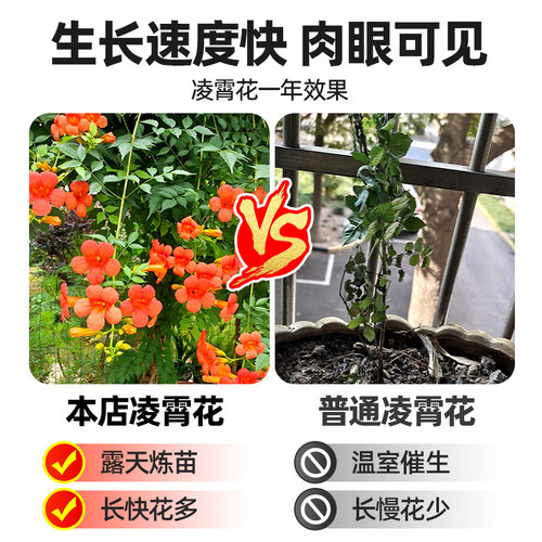 凌霄花爬藤大苗老桩盆栽耐寒阳台炮仗花紫藤爬藤植物绿植盆栽庭院 - 图0