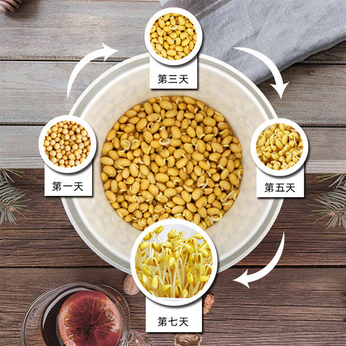 豆芽机家用发豆芽神器生豆芽罐豆牙盆桶家庭小型自制绿豆大容量 - 图0
