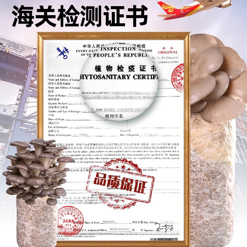 蘑菇种植包菌种菌包家种菌菇香菇食用黑平菇菌菇家庭新鲜菌棒盆栽,淘宝优惠券,粉丝福利购,淘宝优惠卷