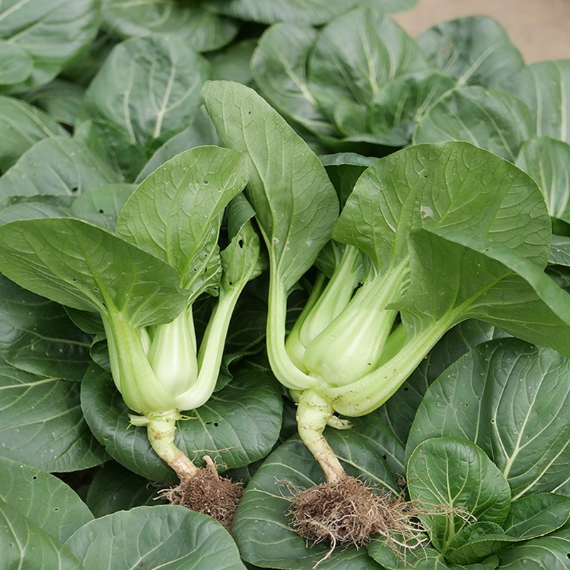 黑大头苏州青种子矮脚小白菜油菜种籽春秋青菜农家菜园阳台盆栽 - 图2