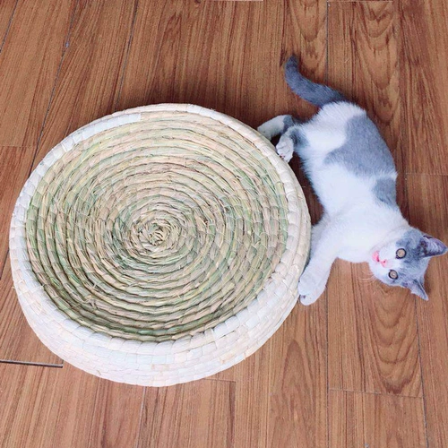 Кошка захватывающие тарелки гнездо гнездовые когтистой когтя