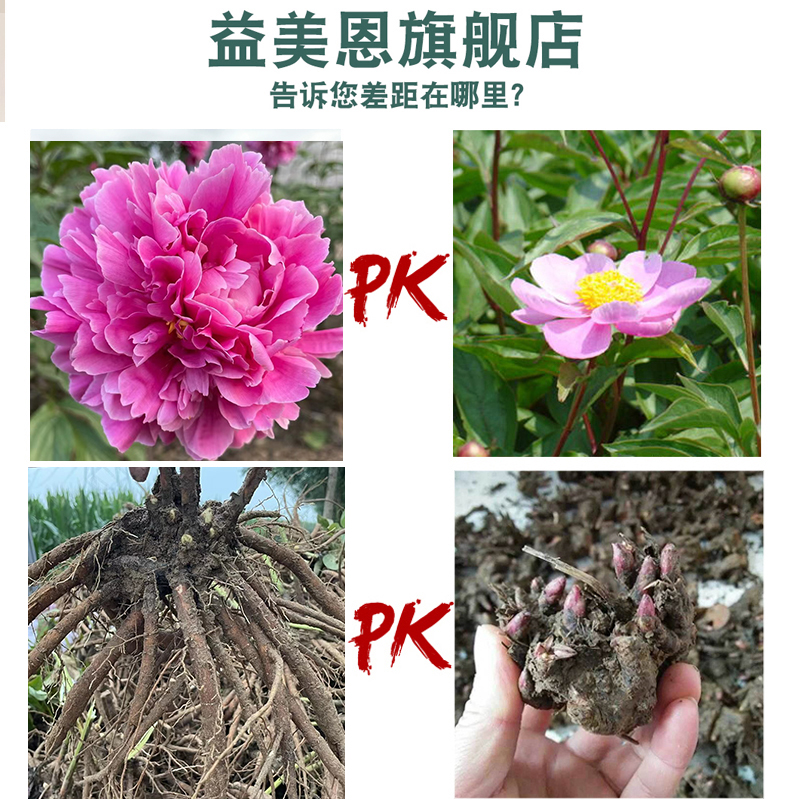 菏泽正宗观赏芍药花苗芍药花根带根块多年生重瓣大花绿植庭院盆栽-图1