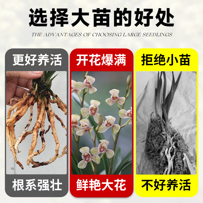 艾莹兰花苗四季建兰铭品君荷夏带花浓香好养室内阳台绿植花卉盆栽 - 图2