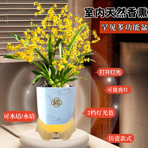 3色香水文心兰花苗梦香 冬带超多花苞美水培室内好养花卉盆栽绿植 - 图1