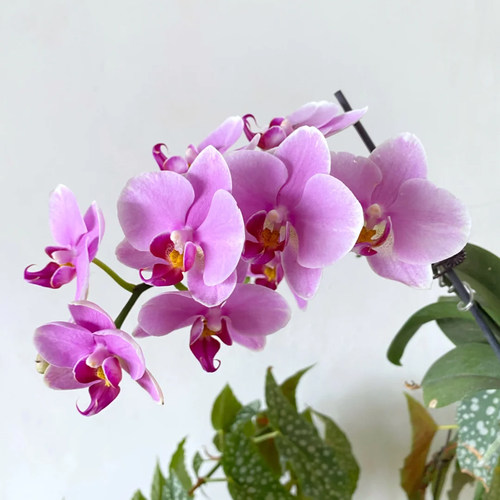 精品蝴蝶兰花苗特壮苗盆栽兰花大苗客厅室内植物花卉四季好养活 - 图2