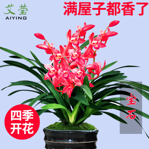 香水石斛兰花苗建兰夏带花苞泼墨文心兰黄金彩虹室内好养花卉盆栽 - 图0