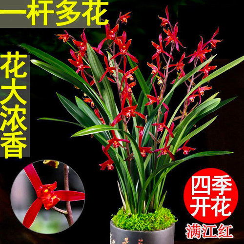 香水石斛兰花苗建兰夏带花苞泼墨文心兰黄金彩虹室内好养花卉盆栽 - 图2