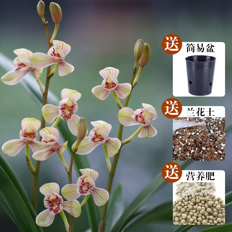 艾莹兰花苗四季建兰铭品君荷夏带花浓香好养室内阳台绿植花卉盆栽 - 图3