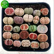 肉肉植物屁股花 新人首单立减十元 21年7月 淘宝海外