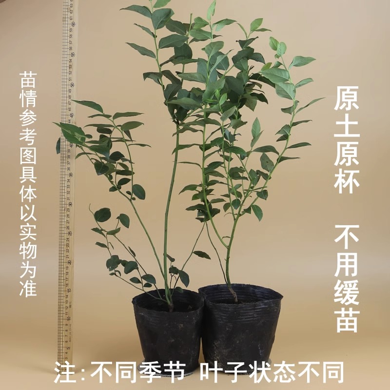 蓝莓苗盆栽蓝莓树苗兔眼蓝莓果苗南北方四季种植地栽当年结果带土 - 图0