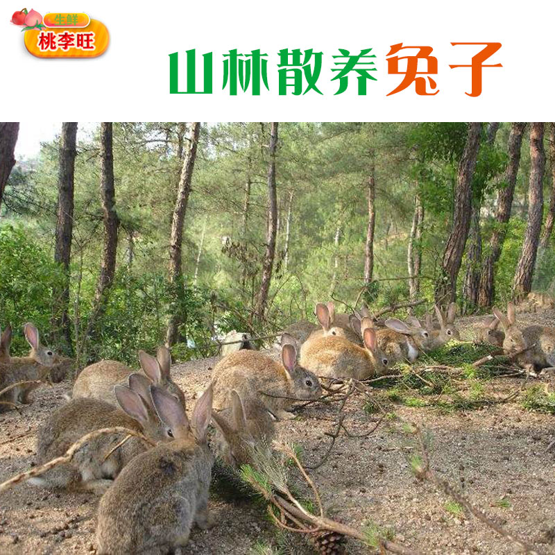 Freshly killed whole rabbit meat with head removed