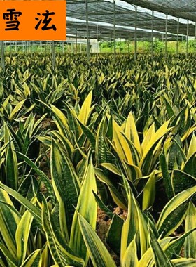 大叶黄金兰 虎皮兰室内吸甲醛观叶植物客厅盆栽绿植花卉盆栽装饰