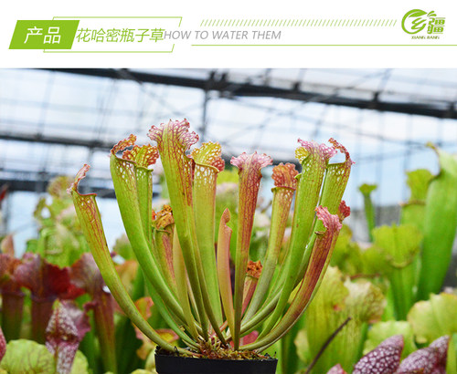 基地直销【花哈密瓶子草】食虫植物捕蝇草草多肉趣味绿植盆栽 - 图3