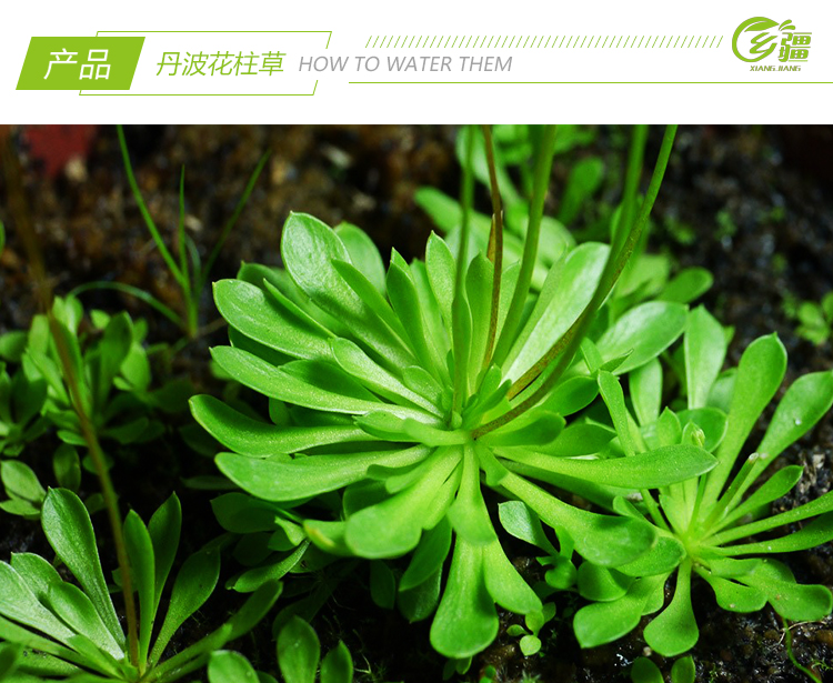 基地直销【丹波花柱草】会暴打小虫子的趣味萌物食虫植物绿植盆栽-图0