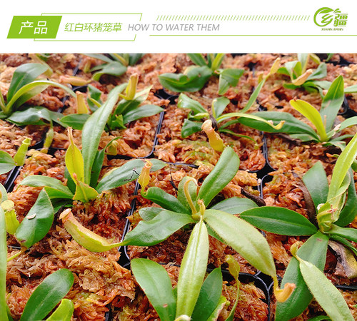 基地直销【红白环猪笼草】食虫植物捕蝇草驱蚊草多肉趣味绿植盆栽 - 图3