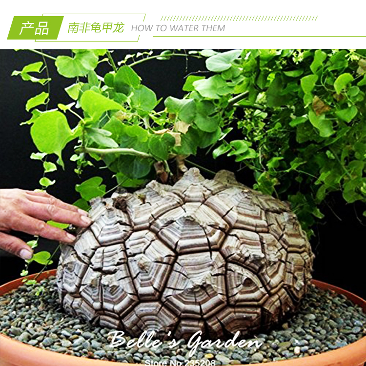 基地直销【南非龟甲龙】多肉块根植物种球奇趣绿植盆栽 - 图1