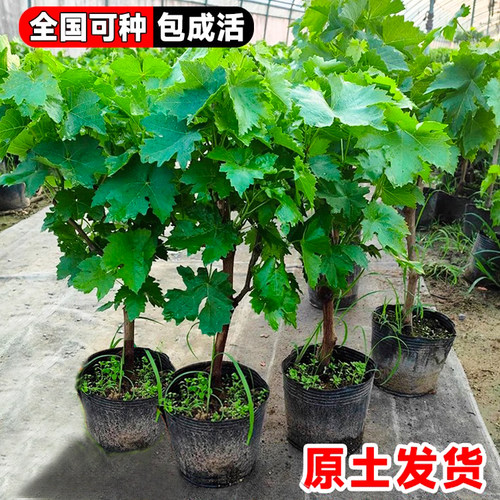 葡萄树苗阳光玫瑰蓝宝石庭阳台院种植果树带土盆栽南北方当年结果 - 图0