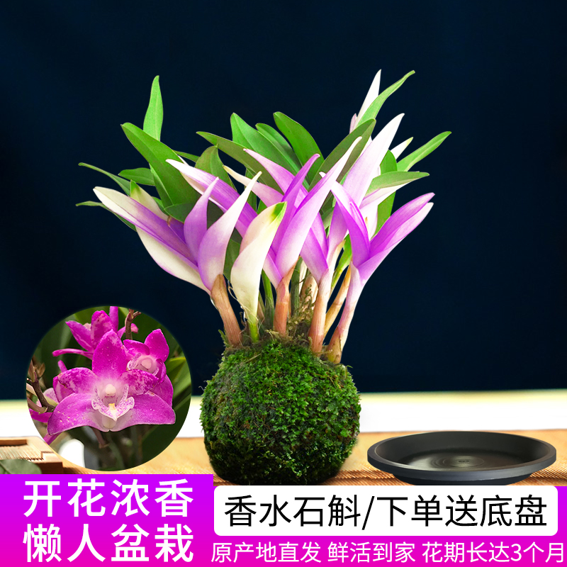 七彩香水石斛兰花四季开好养绿植浓香型石斛改善睡眠绿植净化空气 - 图1