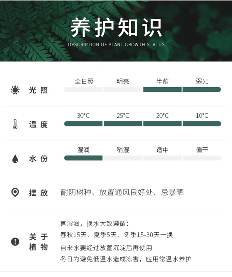 驱蚊竹柏水培植物室内水养绿植花卉盆栽办公室桌面四季常青好养活-图2