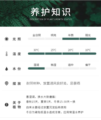 驱蚊竹柏水培植物室内水养绿植花卉盆栽办公室桌面四季常青好养活