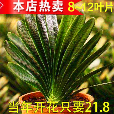 四季君子兰盆栽圆头和尚大苗带花苞花卉植物室内绿植客厅开花好养-图1