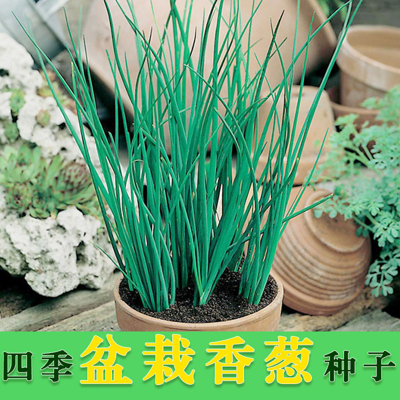 葱种孑四季小香葱种阳台盆栽红葱头四季春南方家庭种植蔬菜野种子-图2