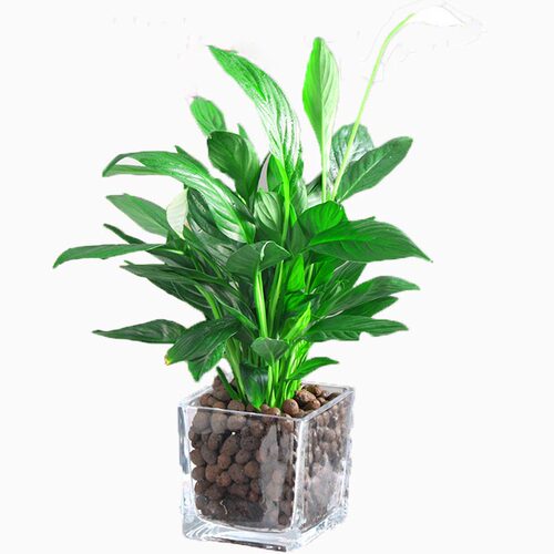 水培白掌盆栽一帆风顺绿植室内客厅花植物办公室红掌水养花卉四季 - 图3