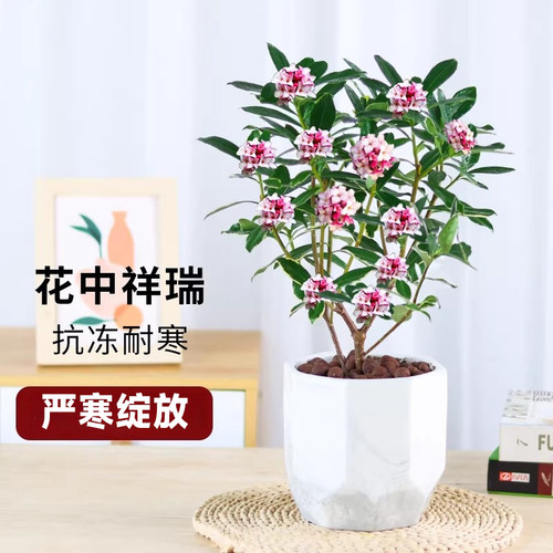 金边瑞香盆栽浓香型植物室内外花卉老桩有香味秋冬带花苞耐寒年宵 - 图1