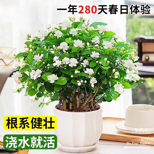 茉莉花苗盆栽花卉植物室内驱蚊开花栀子花水培好养绿植九里香四季 - 图1