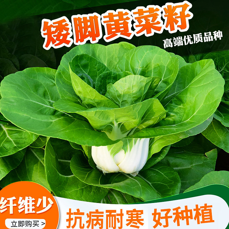 四季南京矮脚黄菜籽蔬菜籽苏州青种籽大全小白种子奶白菜种孑阳台 - 图1