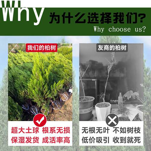桧柏树树苗塔柏侧龙柏庭院行道风景大树园林工程绿化乔木四季常青 - 图0