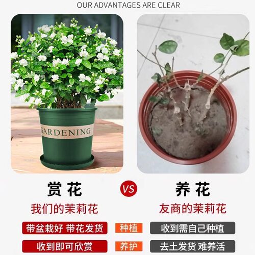 茉莉花苗盆栽花卉植物室内驱蚊开花栀子花水培好养绿植九里香四季 - 图0