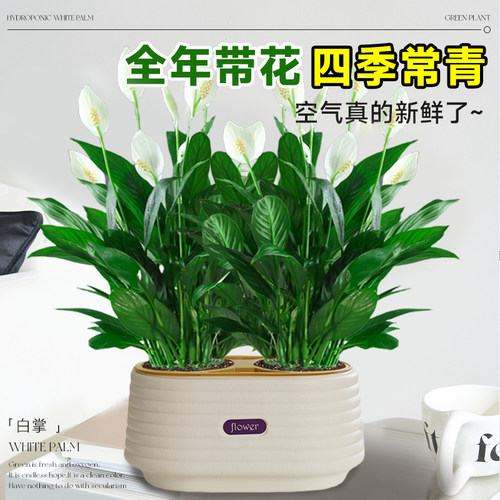 一帆风顺盆栽带花苞白掌绿植水培植物办公室内红掌花卉花好养易活 - 图0