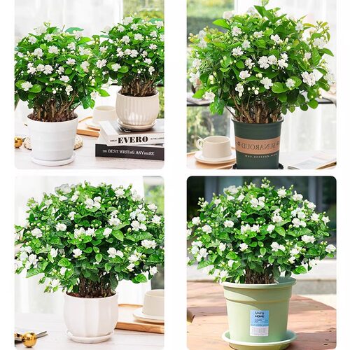 茉莉花苗盆栽花卉植物室内驱蚊开花栀子花水培好养绿植九里香四季 - 图3