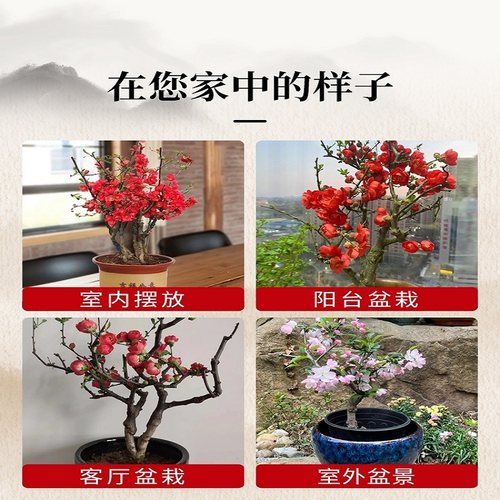 西府海棠花盆栽树苗长寿冠盆景绿宝石花苗大花重瓣室内阳台好养活 - 图2