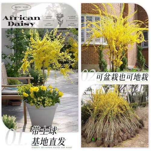 连翘花树苗盆栽绿植丛生独杆连翘爬藤植物耐寒花苗绿化工程大小苗 - 图0