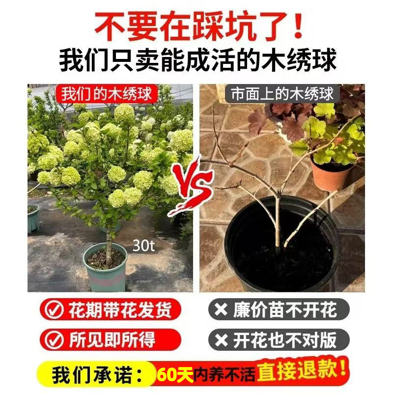 中华木绣球树苗大花斗球独杆棒棒糖大树耐寒花卉植物高端绣球花苗,淘宝优惠券,粉丝福利购,淘宝优惠卷