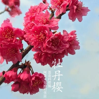 日本樱花树苗大型晚樱地栽盆栽南北方种植十大名贵风景树绿化大树 - 图2