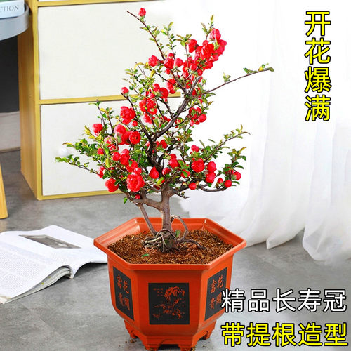 西府海棠花盆栽树苗长寿冠盆景绿宝石花苗大花重瓣室内阳台好养活 - 图0